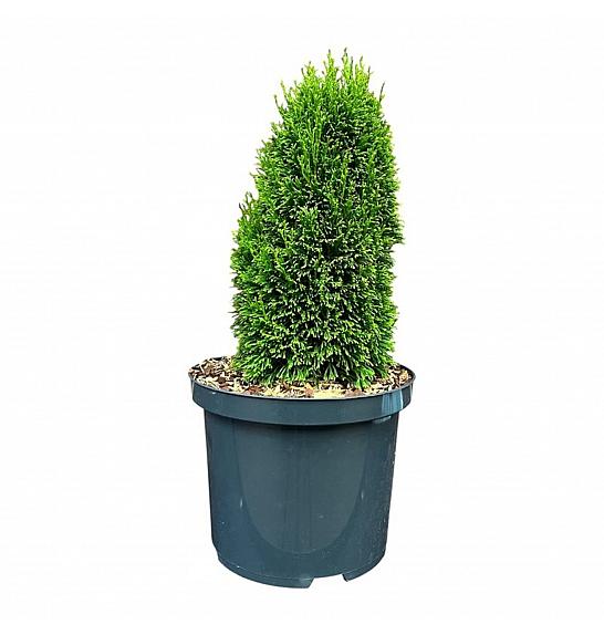 Thuja occidentalis Maks C5 Lit. 25-30 cm
