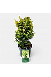 Chamaecyparis obtusa Meroki Twin C5 Lit. 30-40 cm