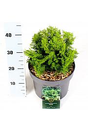Chamaecyparis obtusa Meroki Twin C5 Lit. 30-40 cm