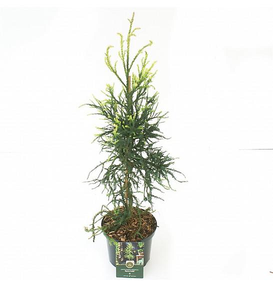 Cryptomeria japonica Kyara Gold ᴾᴮᴿ C5 Lit. 50-60 cm