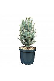 Picea pungens Scotie C5 Lit. 25-30 cm