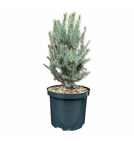 Picea pungens Scotie C5 Lit. 25-30 cm