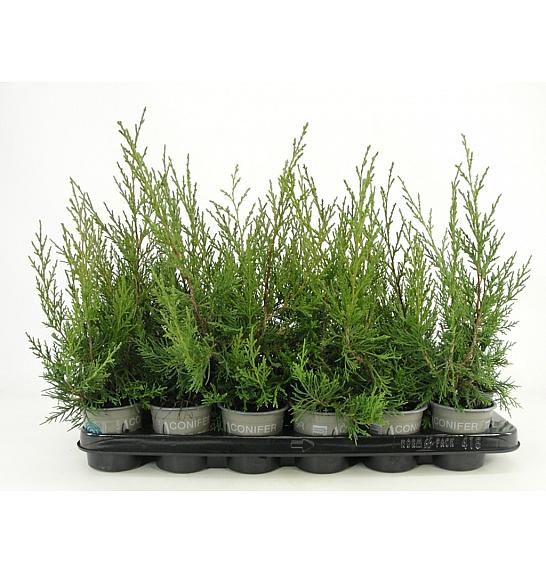 Juniperus chinensis Keteleeri Ø9
