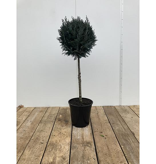 Chamaecyparis lawsoniana Van Pelt Blue C10 Lit. 60-80 cm Na steblu 60 cm