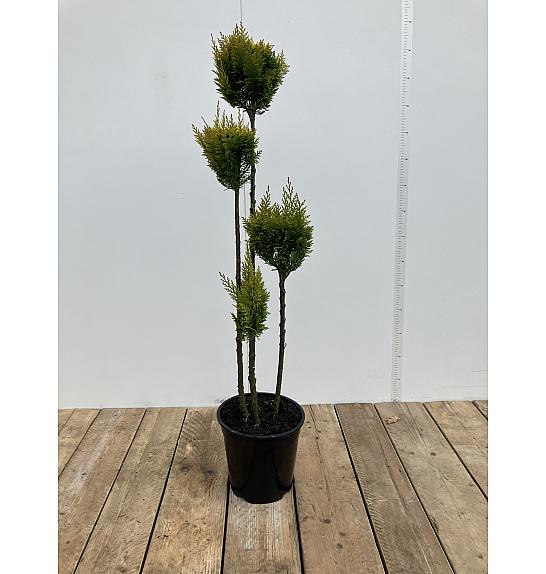 Chamaecyparis lawsoniana Ivonne C10 Lit. 70-80 cm Multiball