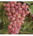 Vitis vinifera Apirena Arancio C4 Lit. 125-150 cm