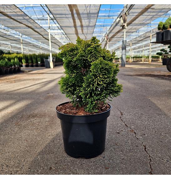 Chamaecyparis obtusa Aurora C3 Lit. 20-25 cm