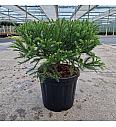 Cryptomeria japonica Kamasan C8 Lit. 30-35 cm