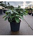 Rhododendron (T) Black Widow C12 Lit. 40-50 cm