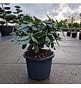 Rhododendron (T) Cherry Kiss C12 Lit. 40-50 cm