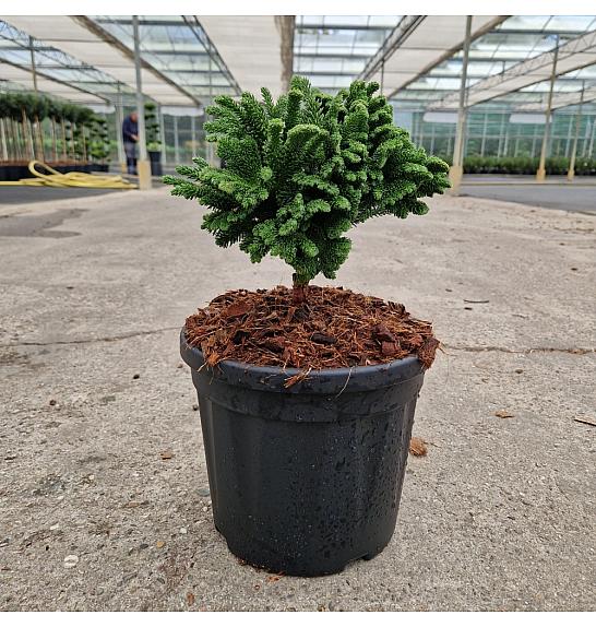 Cryptomeria japonica Tomahawk C4,5 Lit. 20/+ cm