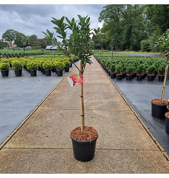 Azalea (KH) Homebush C15 Lit. Na steblu 60 cm