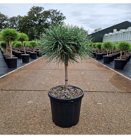 Pinus nigra Blue Pearl® C6 Lit. Na steblu 20 Krošnja 20-25 cm