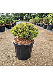 Pinus mugo Ophir C11 Lit. 30/+ cm Krogla