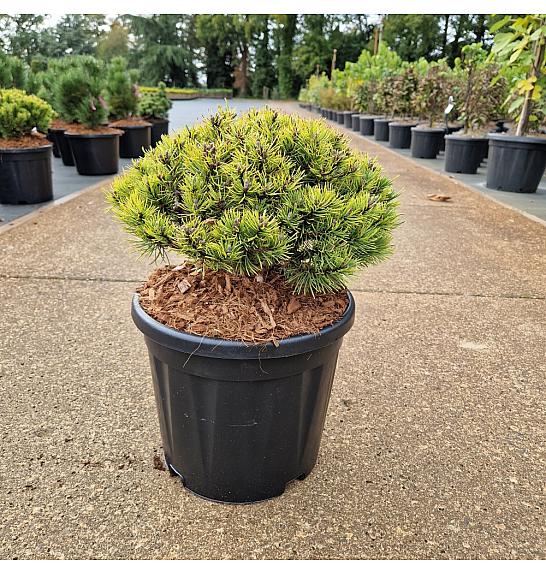 Pinus mugo Ophir C11 Lit. 30/+ cm Krogla