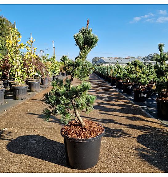 Pinus parviflora Ara-Kawa C12 Lit. 60-80 cm