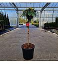 Rhododendron (Y) Fantastica C18 Lit. Na steblu 60 cm
