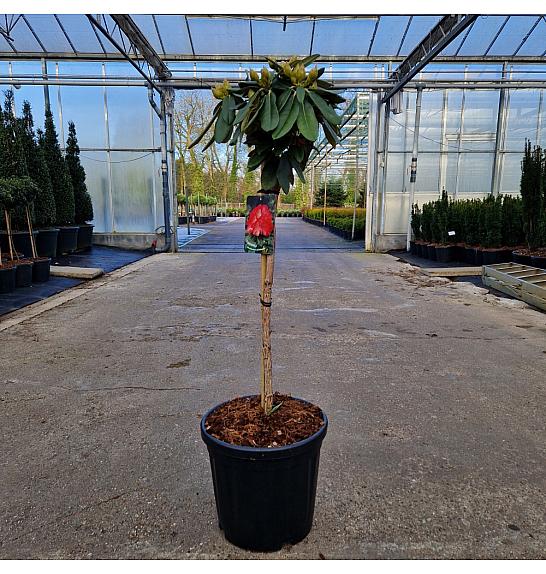 Rhododendron (Y) Fantastica C18 Lit. Na steblu 60 cm