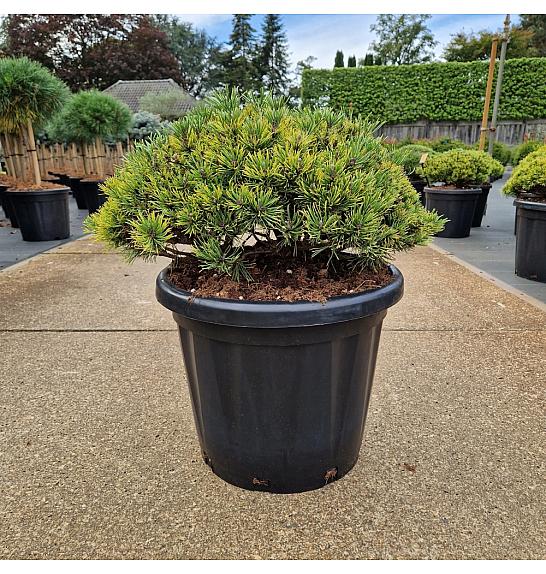 Pinus mugo Ophir C25 Lit. 40-45 cm