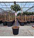 Rhododendron (Y) Kalinka C25 Lit. Na steblu 80 cm
