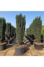 Taxus baccata Pirat C280 Lit. 225-250 cm
