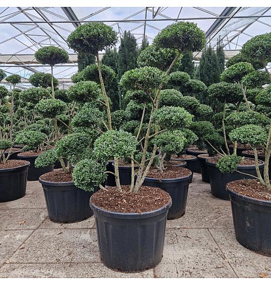 Ilex crenata Mutchagara C180 Lit. 150-160 cm Bonsai