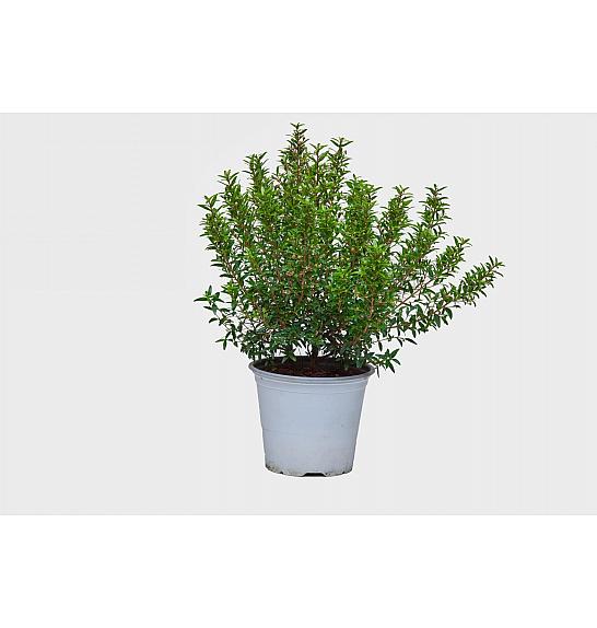 Myrtle microphylla Ø14