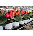 Canna indica Ø14