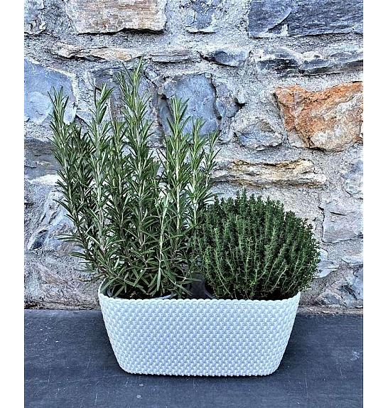 Dišavnice mix Ø14 plastično korito 2 pack