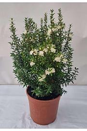 Myrtle microphylla Ø18