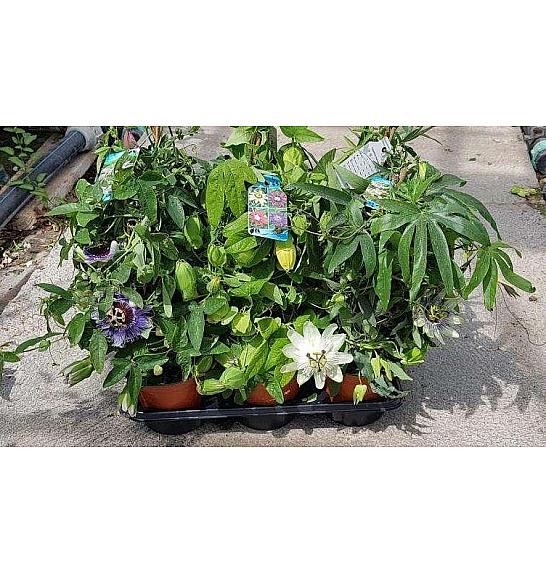 Passiflora incarnata Ø14 piramida