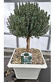 Thymus faustini Ø23x23 Na Steblu 20 cm bonsai