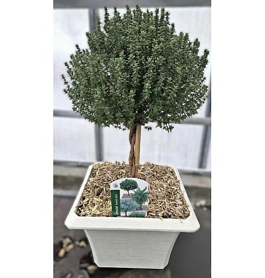 Thymus faustini Ø23x23 Na Steblu 20 cm bonsai