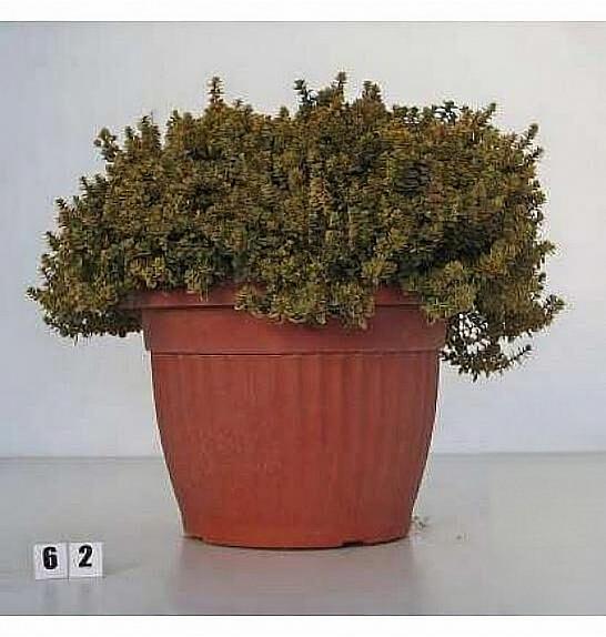 Thymus citriodorus aureus Ø30