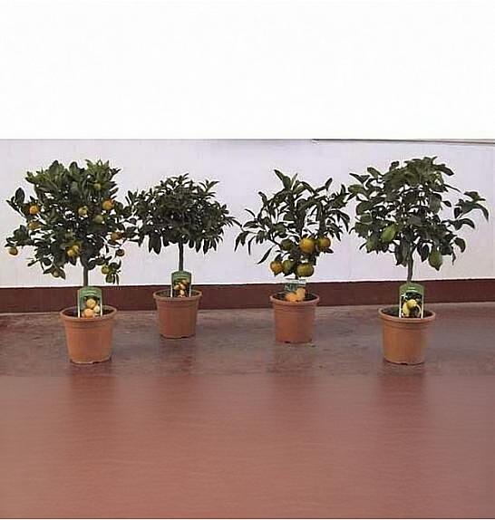 Citrus sinensis Ø20 mix Na Steblu 20 cm