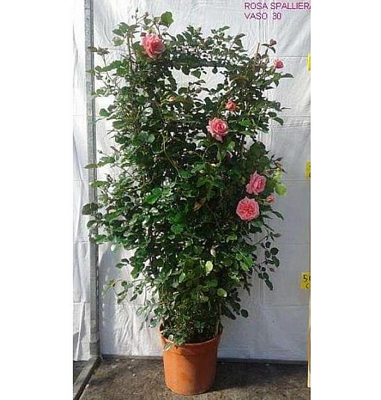 Rosa hybrid Mix C10 Lit. 120 cm špalir