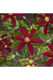 Clematis Glorious Red PBR C2,5 Lit. 40-60 cm