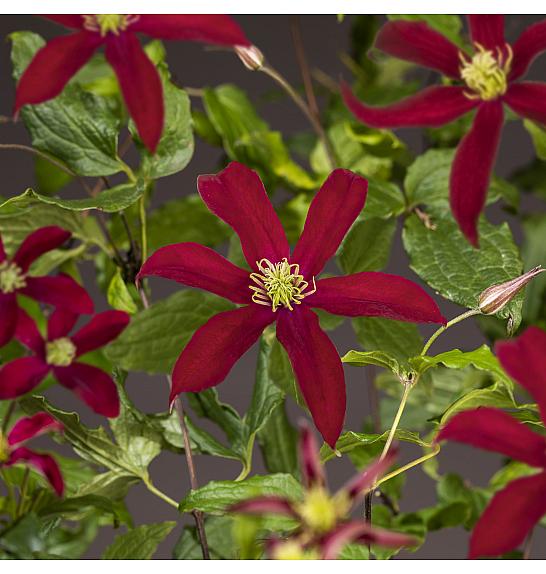 Clematis Glorious Red PBR C2,5 Lit. 40-60 cm