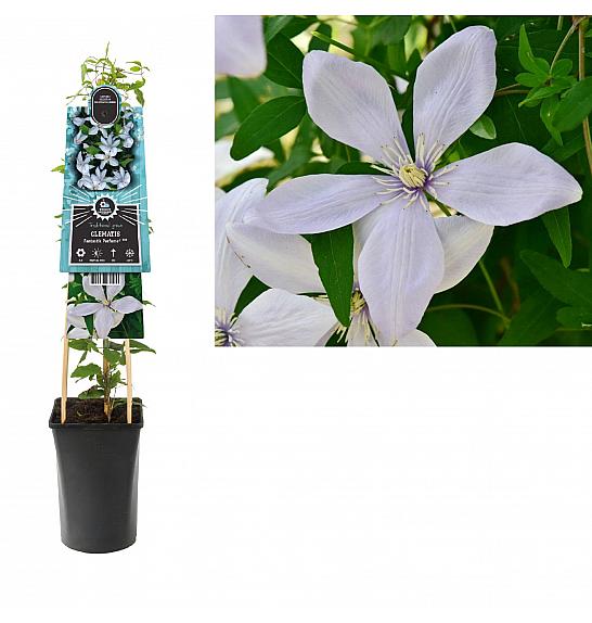 Clematis Fantastic Perfume PBR C2,5 Lit. 40-60 cm