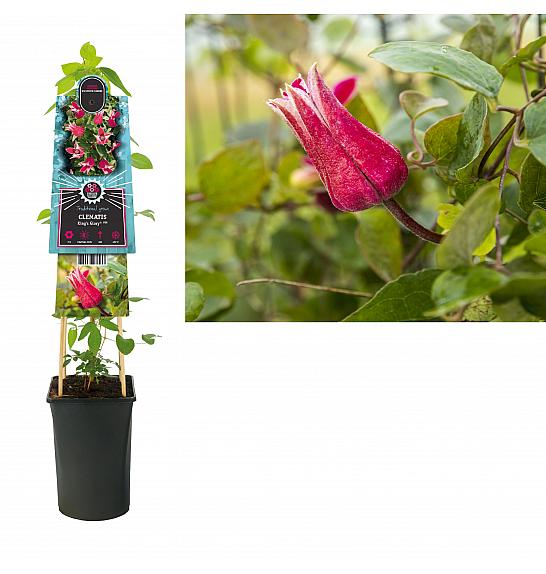 Clematis King's Glory PBR C2,5 Lit. 40-60 cm