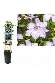 Clematis Magnificent Power PBR C2,5 Lit. 40-60 cm