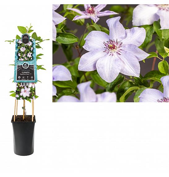 Clematis Magnificent Power PBR C2,5 Lit. 40-60 cm