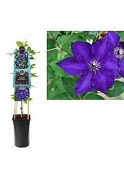 Clematis Wonderful Perfume PBR C2,5 Lit. 40-60 cm