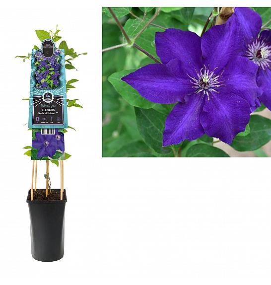 Clematis Wonderful Perfume PBR C2,5 Lit. 40-60 cm
