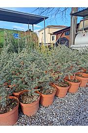 Cedrus atlantica Glauca C20 Lit. 80-100 cm
