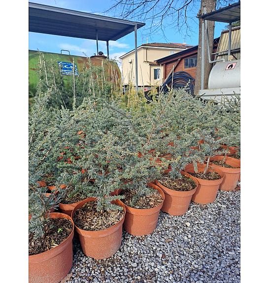 Cedrus atlantica Glauca C20 Lit. 80-100 cm