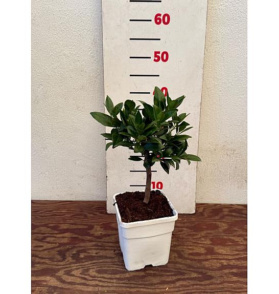 Citrus floridana Limequat Ø14x14 Na steblu 15 cm