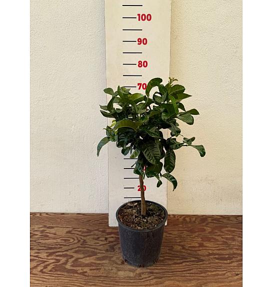 Citrus medica Cedro Ø20 Na steblu 30 cm