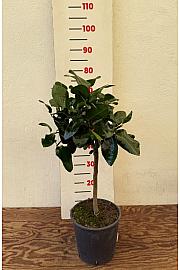 Citrus sinensis Limon Pane Ø20 Na steblu 30 cm