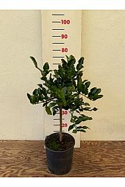 Citrus hystrix Ø20 Na steblu 30 cm